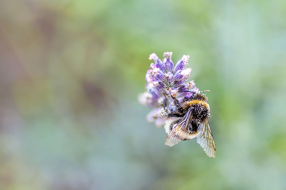 yellowjacket on purple flowers, bee, insect, forage, macro HD wallpaper