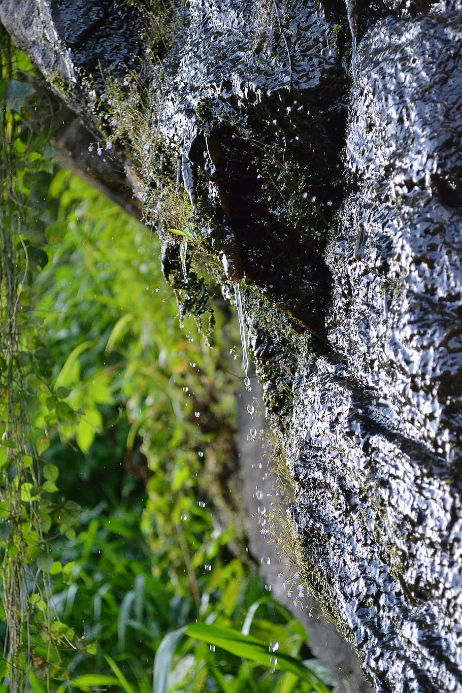 water drops, drip, spring, wet, vegetation, moss, rock, slippery, HD wallpaper