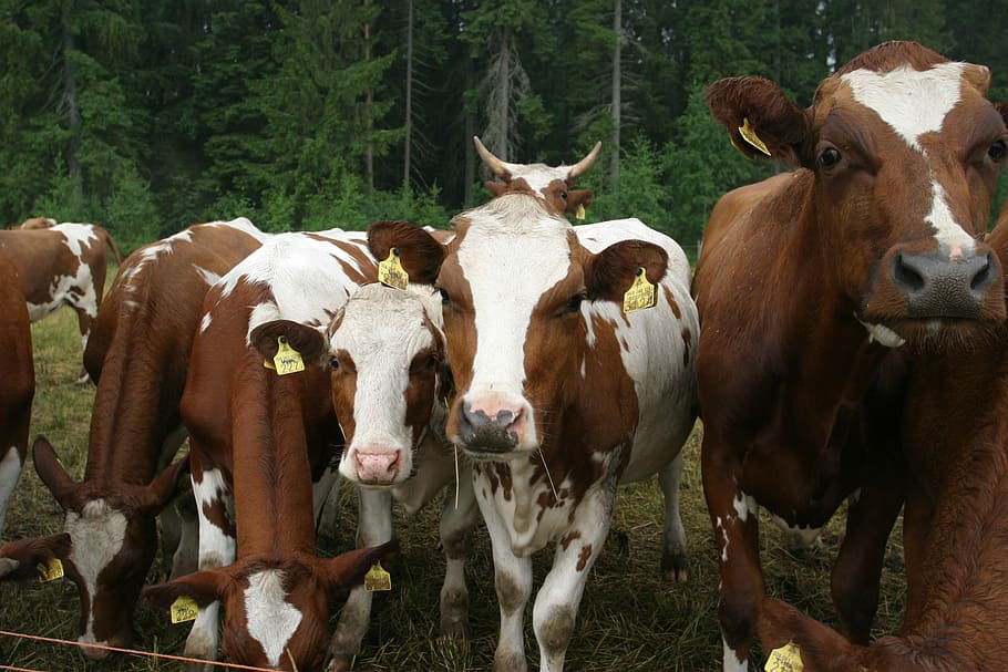 cows, mosquitoes, look, domestic animals, animal themes, mammal HD wallpaper