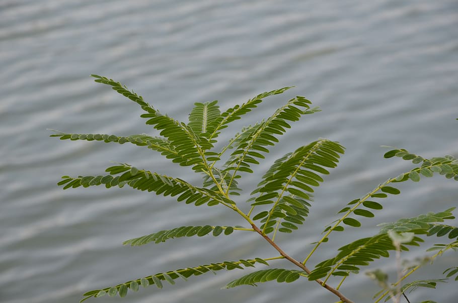 leaf, nature, plant, waters, plant part, growth, green color HD wallpaper