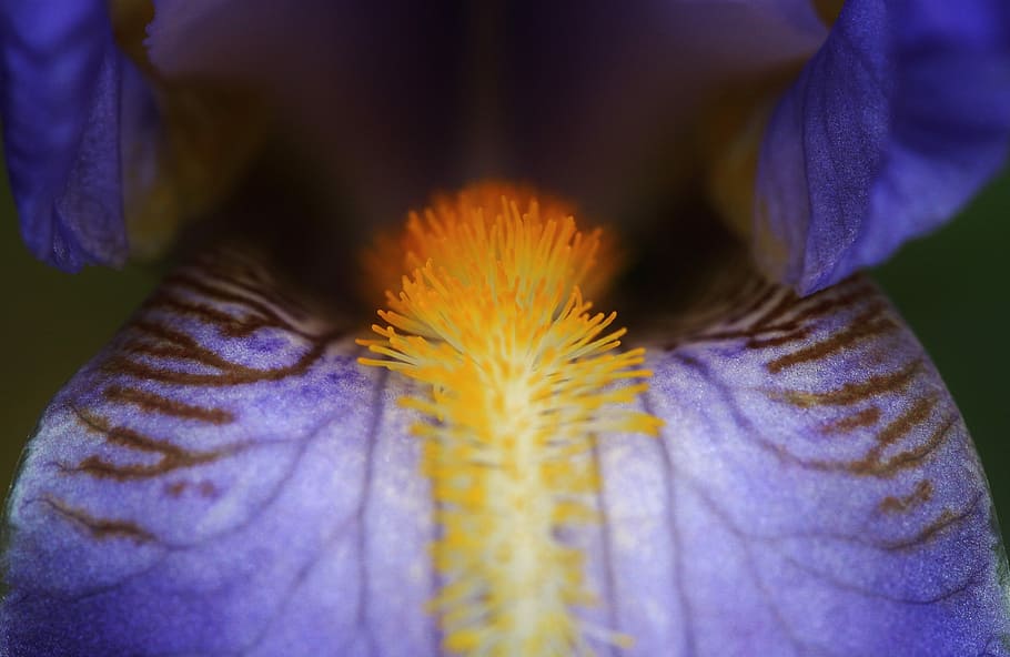 Iris, Blue, Flowers, Close, Macro, pollen, flora, nature, blossom HD wallpaper