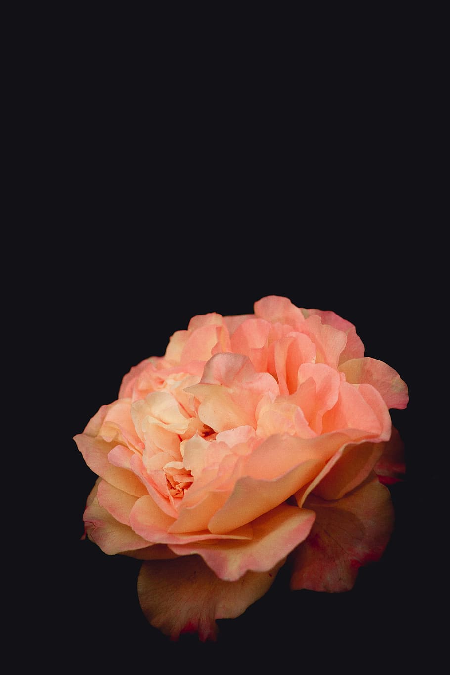 pink flower, pink petal flower, dark, light, orange, nature, interior design HD wallpaper