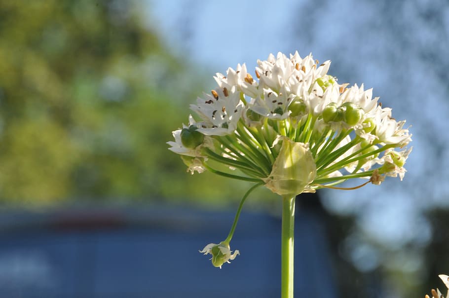 chives, blossom, bloom, close, spice, garden, kitchen spice HD wallpaper