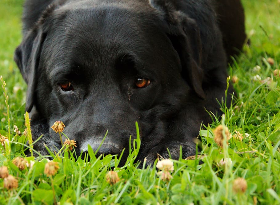 dog, portrait, labrador, animal, one animal, animal themes HD wallpaper