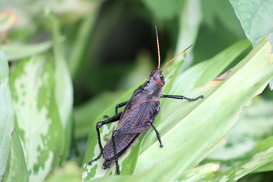 insect, cricket, animal themes, animal wildlife, invertebrate HD wallpaper