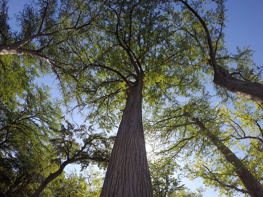 Tall, Trees, Nature, Green, tall trees, tree trunk, low angle view HD wallpaper