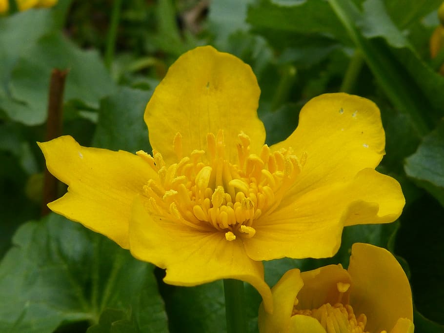 blossom, bloom, spring, plant, nature, petal, flower, yellow HD wallpaper