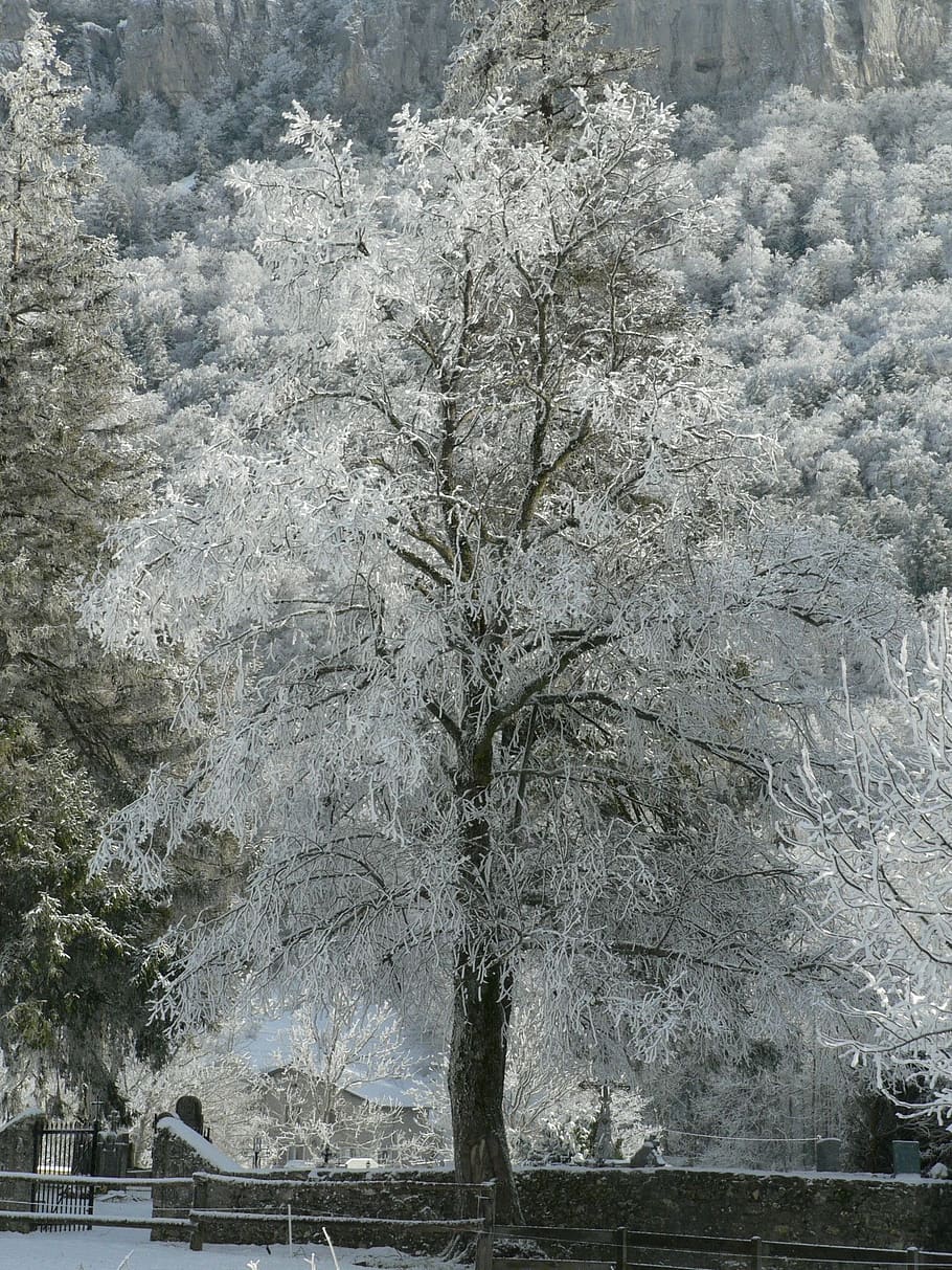 tree, frost, winter, snow, plant, nature, no people, day, beauty in nature HD wallpaper
