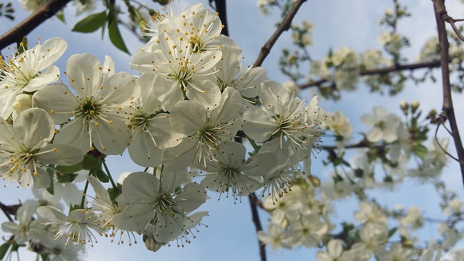 flower, branch, tree, nature, plant, flowering plant, fragility HD wallpaper