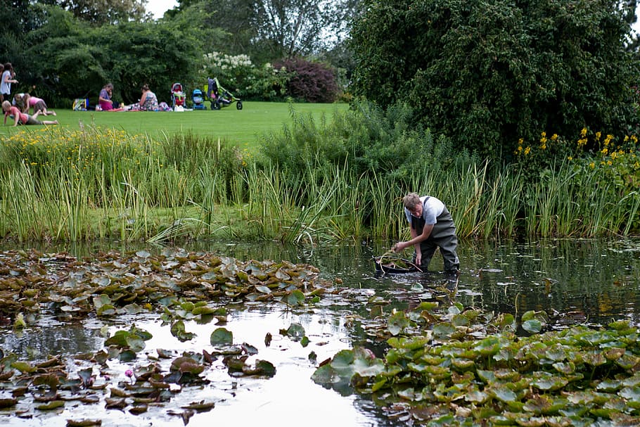 pond clearing, man, waders, lawn, hyde hall, essex, uk, one person, HD wallpaper