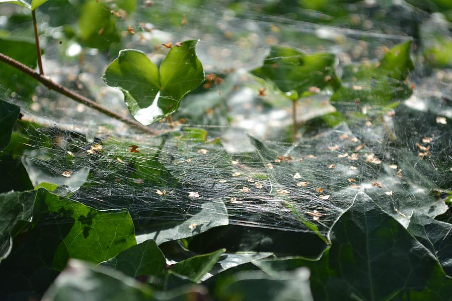 cobweb, nature, green, leaf, plant, ivy, plant part, growth HD wallpaper