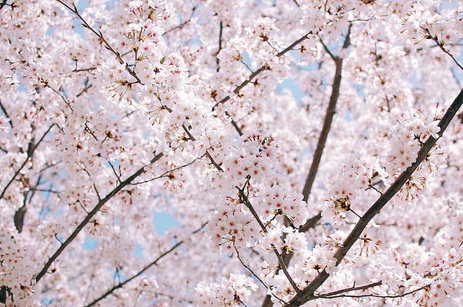 white cherry blossoms, pink cherry blossom tree, japan, spring