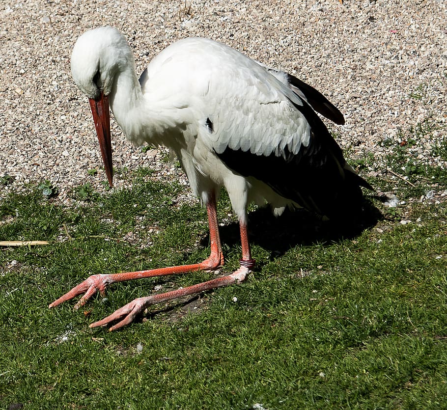 stork, bird, animal, animal themes, animals in the wild, animal wildlife HD wallpaper