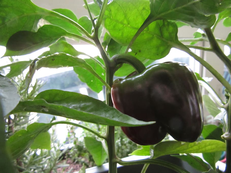 pepper, leaves, growing, dinner, nutrition, green, vegetable HD wallpaper