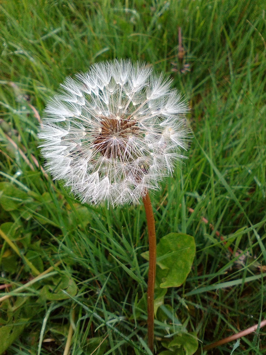 dandelion, flower, grass, spring, plant, wish, nature, fragility HD wallpaper