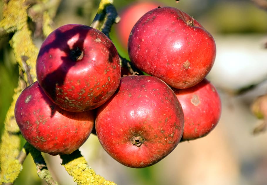 Apple Tree, Fruit, Tree, Nature, red, autumn, kernobstgewaechs HD wallpaper