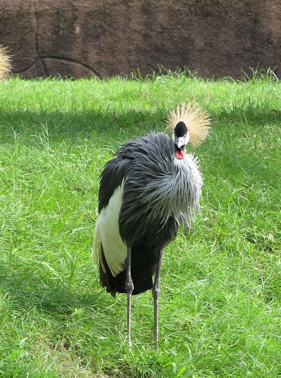 crowned crane, close up, bird, red, white, black, wildlife HD wallpaper