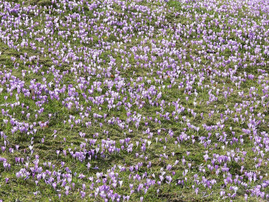 crocus, bloom, flower, spring, floral, flowering plant, beauty in nature HD wallpaper