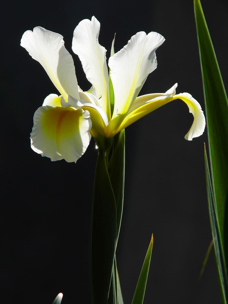 iris, flower, yellow flower, flowering plant, vulnerability HD wallpaper