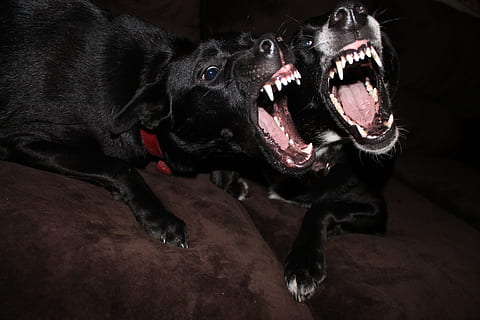 are black labradors aggressive