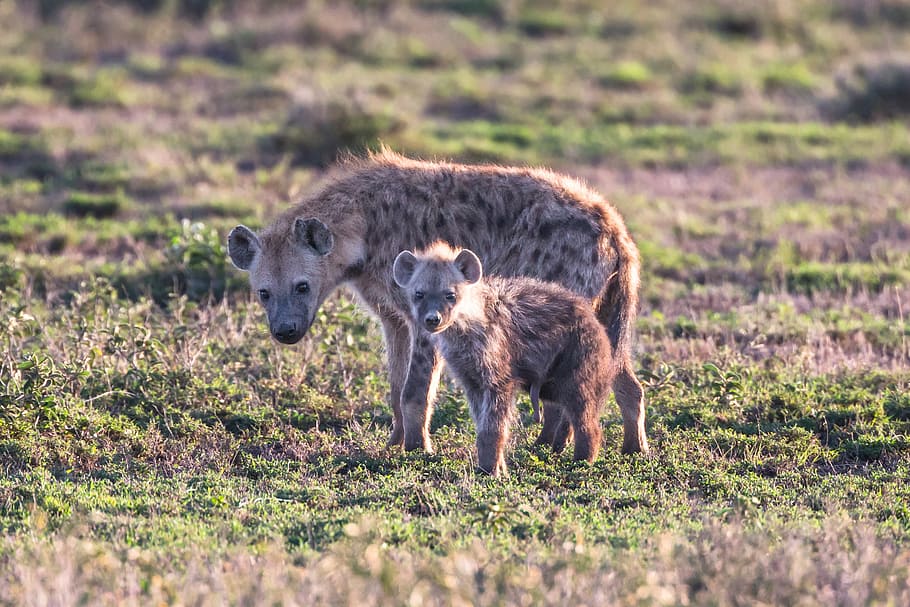 wildlife photography of two wallabies, adult hyena and cub standing on grass, HD wallpaper