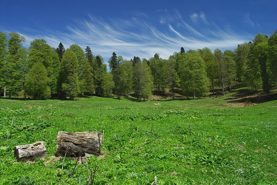 nature, tree, grass, wood, landscape, plant, green color, beauty in nature HD wallpaper