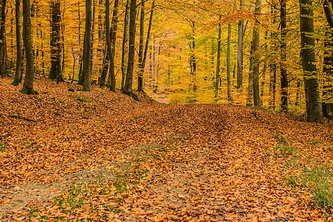 dries leaves on road under trees, deciduous forest, beech wood HD wallpaper