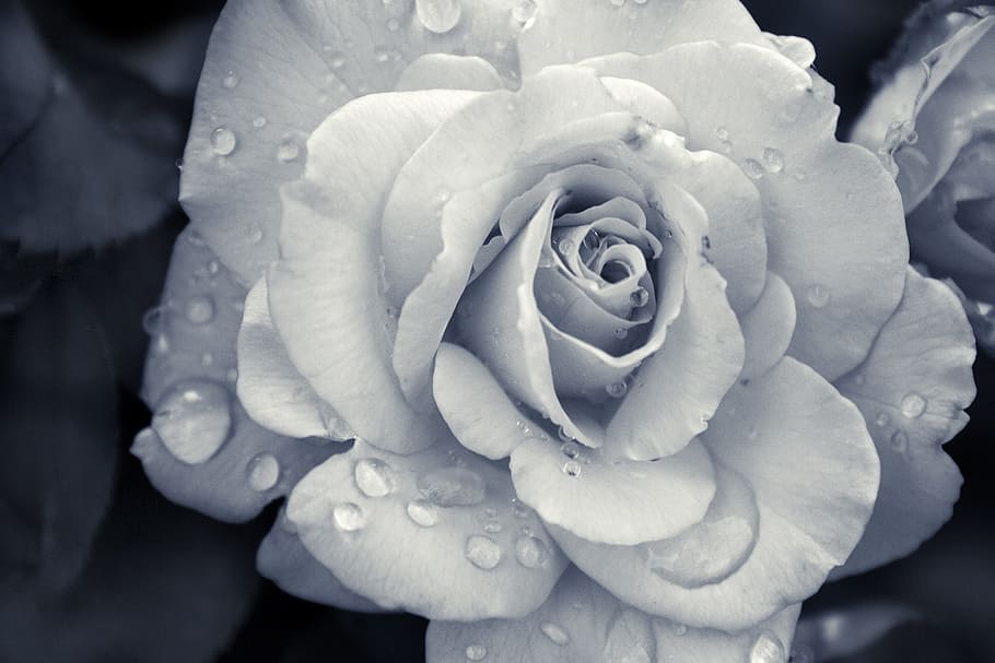 flower, rose, nature, bloom, love, plant, flowering plant, beauty in nature HD wallpaper