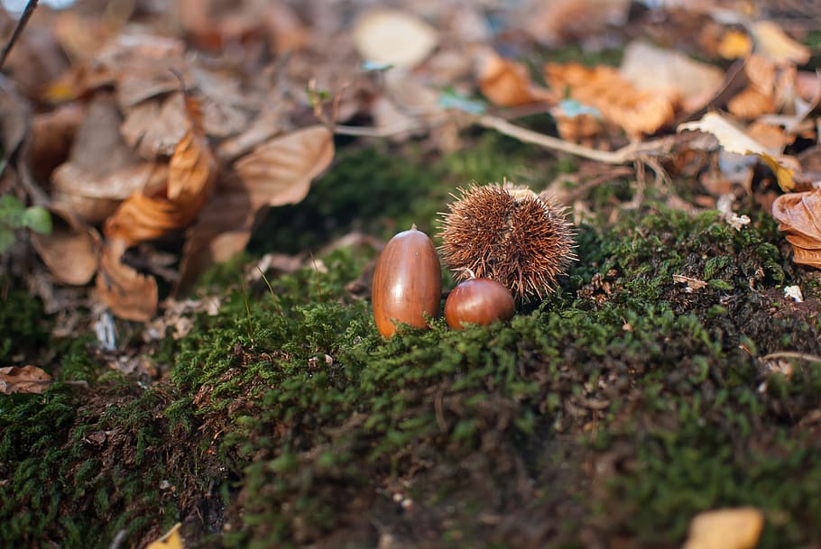 acorn, chestnut, fall, nature, field, oak, soil, tree, quills HD wallpaper