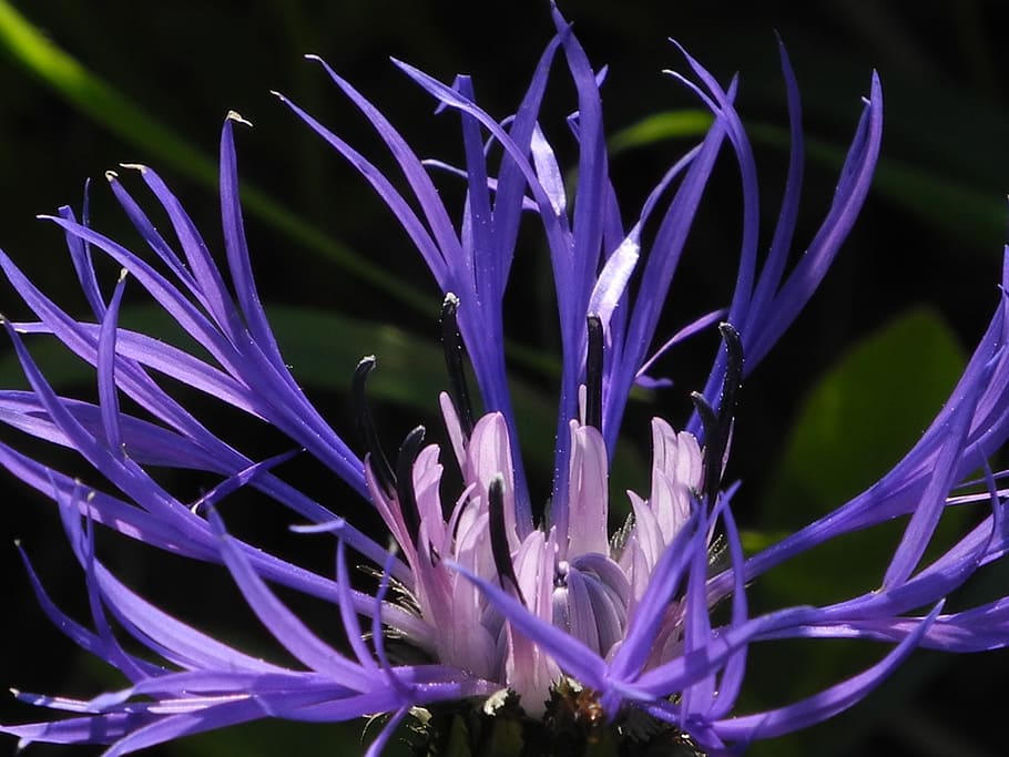 blossom, bloom, flower, purple, wild flower, summer, bizarre HD wallpaper