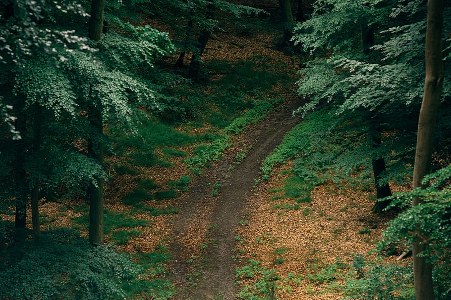 Path in forest, nature, tree, landscape, outdoors, woodland, footpath HD wallpaper