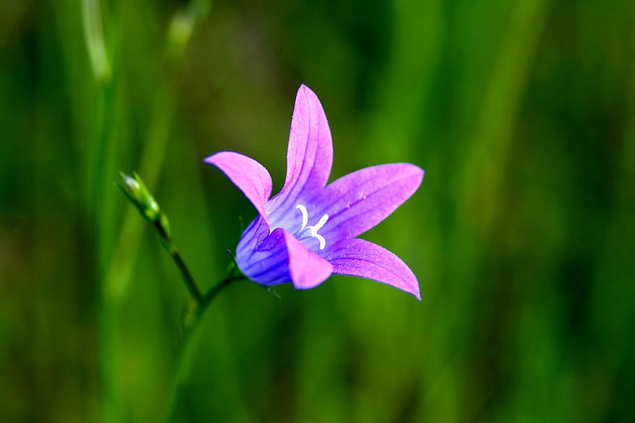 forest flower, ringtone, daisy, tiny flower, little flowers HD wallpaper