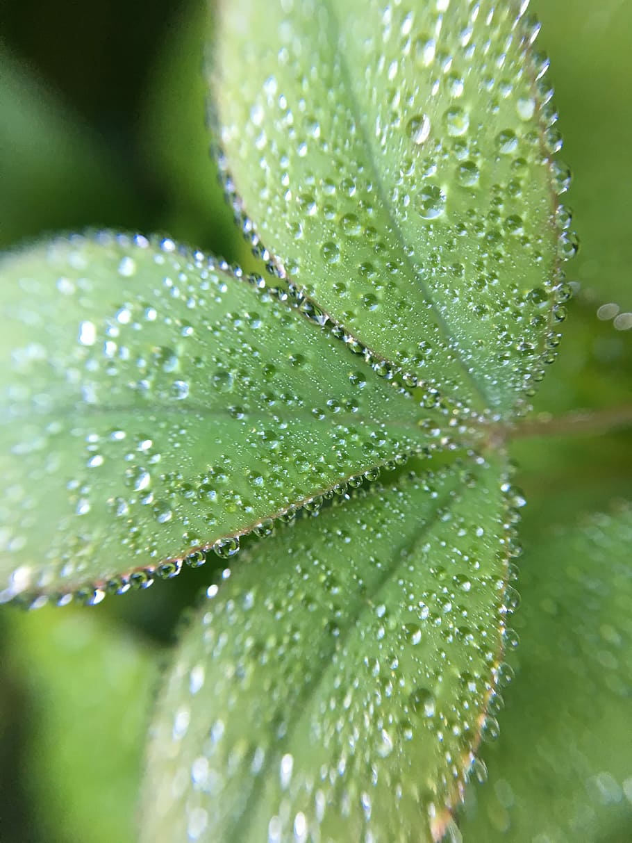 leaf, flora, nature, rain, dew, plant, water, drop, green color HD wallpaper