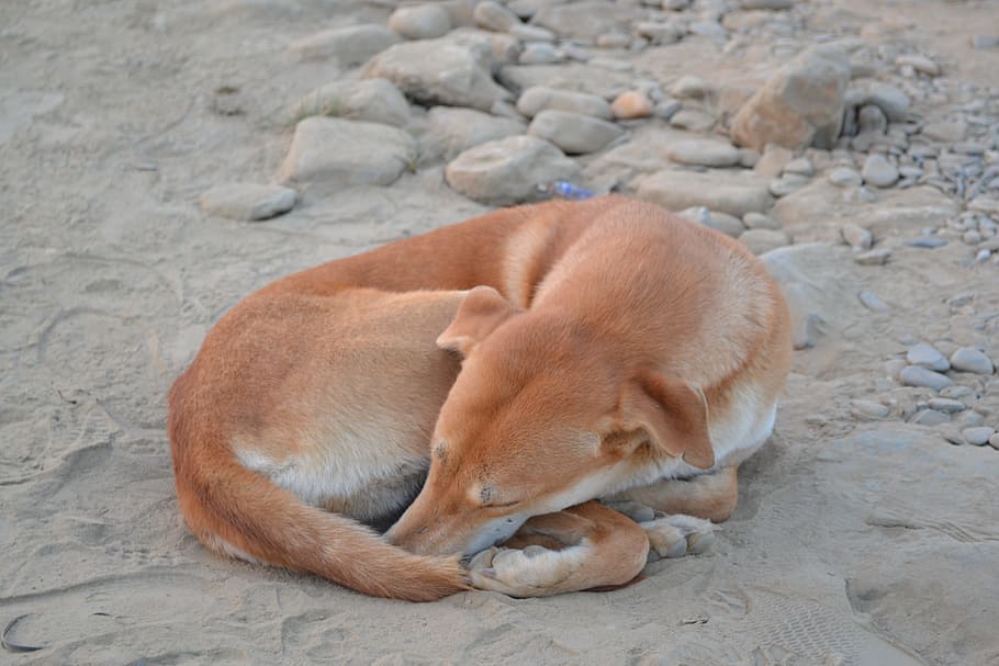 dog, nepal, sleep, mammal, animal themes, one animal, canine HD wallpaper