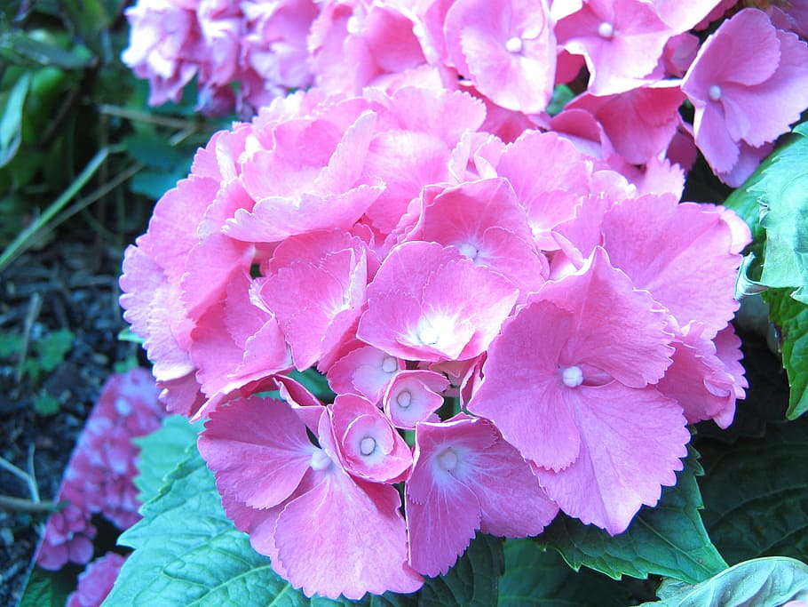 flower, hydrangea, blossom, bloom, inflorescence, pink, flowering plant HD wallpaper