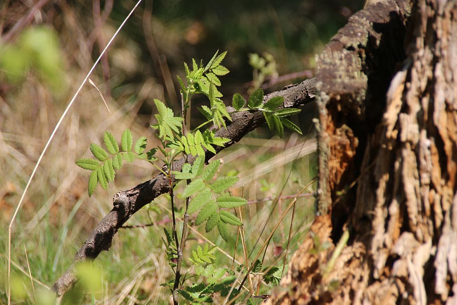 forest, young tree, spring, sprout, animal wildlife, plant HD wallpaper