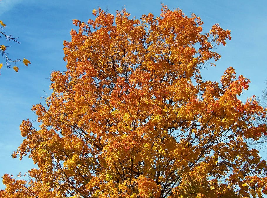 orange, yellow, maple, tree, leaves, autumn, fall, leaf, nature HD wallpaper