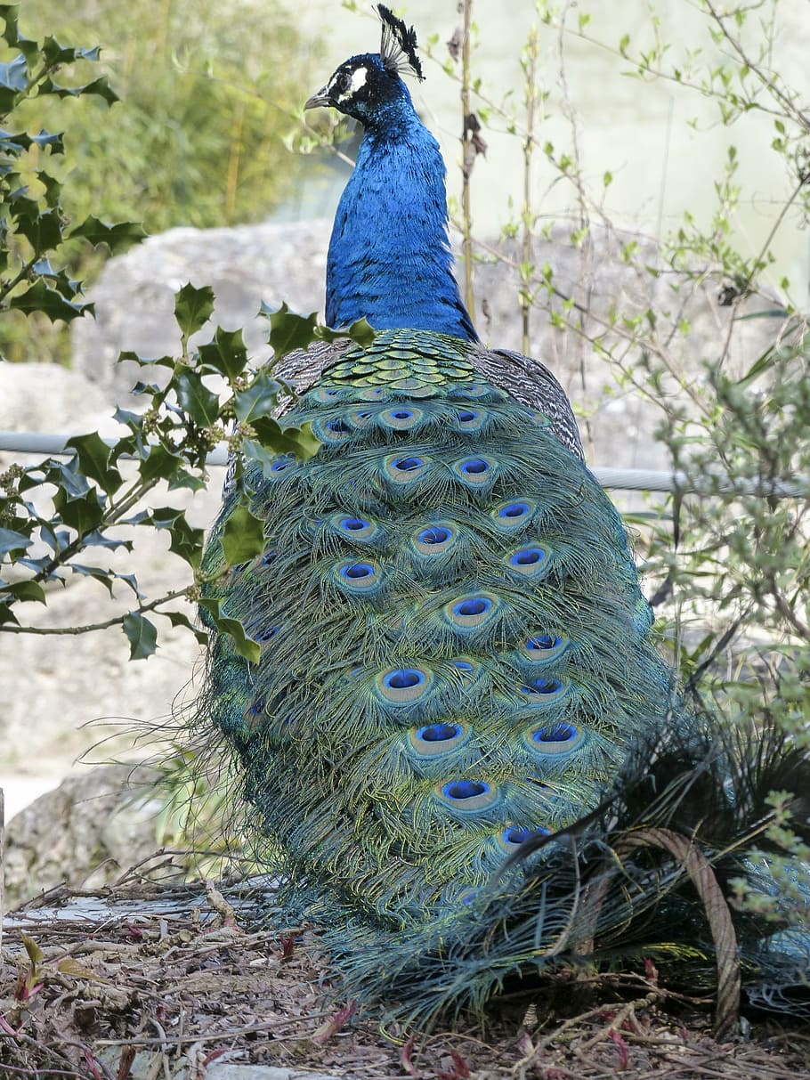 peacock, blue, bird, nature, colorful, pattern, animal, wildlife HD wallpaper