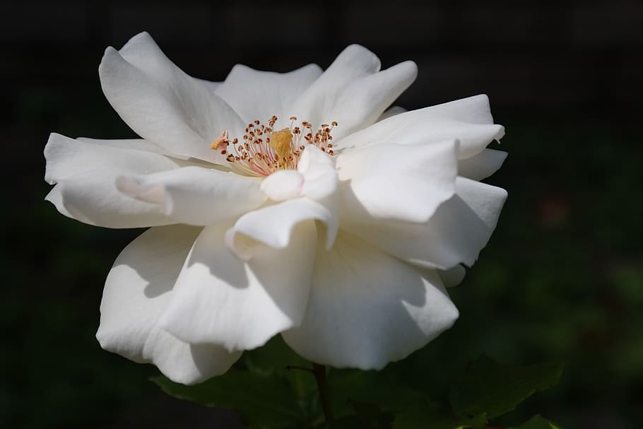 Blossom, Bloom, White, Flower, rose, flora, nature, plant, petal HD wallpaper