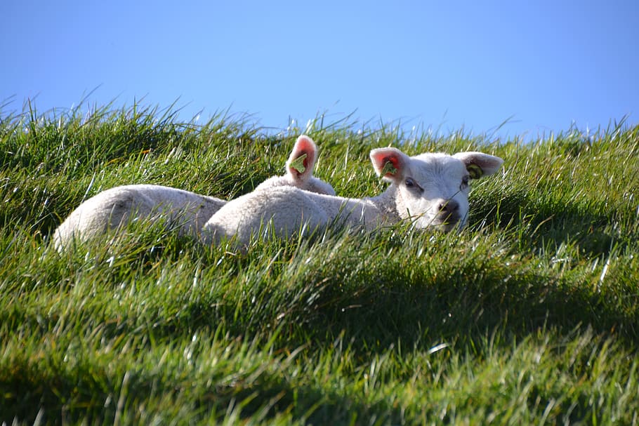 lamb, sheep, farm, wool, nature, agriculture, animal world HD wallpaper