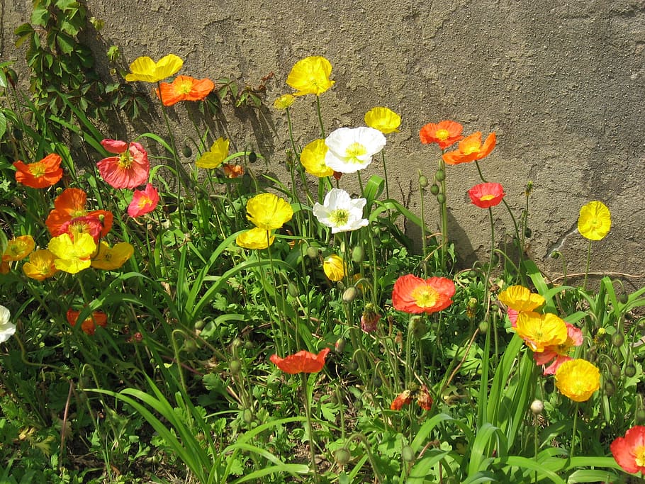 flowers, spring, nature, flowering plant, growth, freshness HD wallpaper