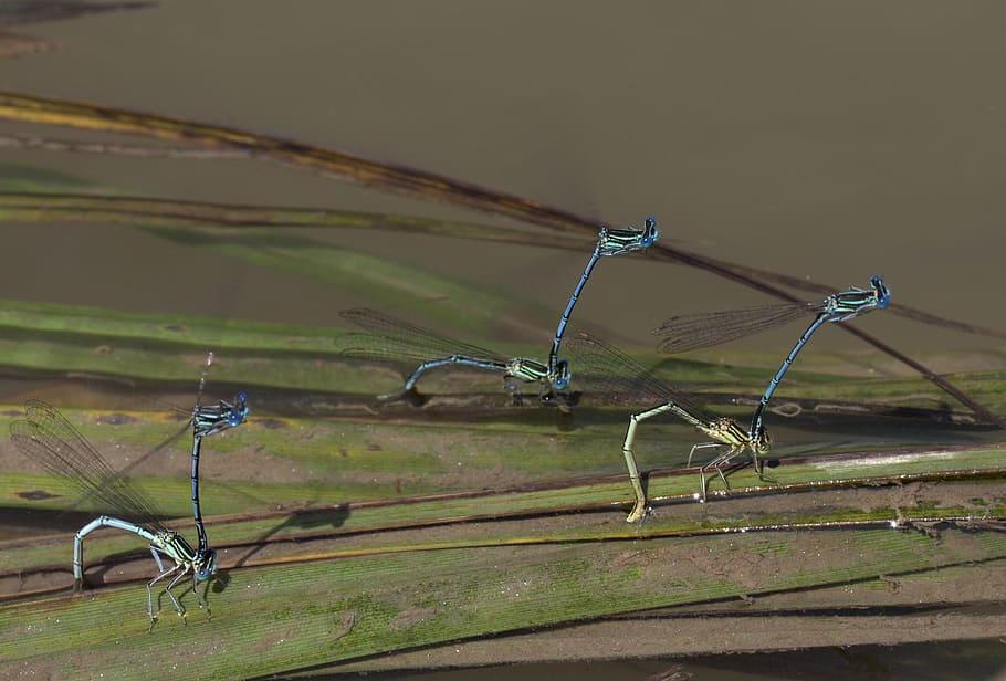 dragonflies, mating, water, no people, nature, landscape, wood - material HD wallpaper