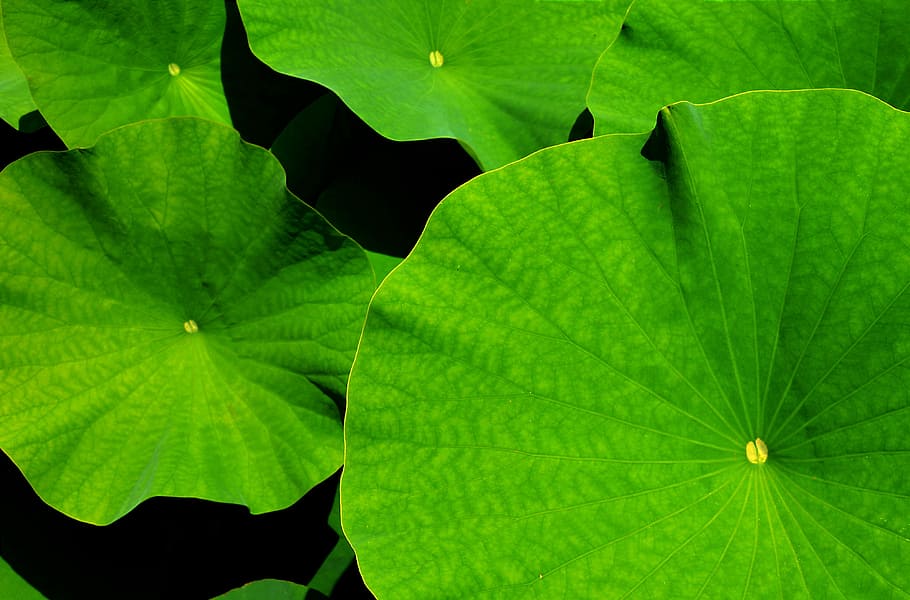 green leaf plant, giant leaf, lotus, lotus leaf, botanical garden, HD wallpaper