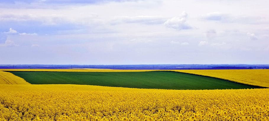 nature, rape, sky, spring, field, yellow-green, landscape, flower HD wallpaper
