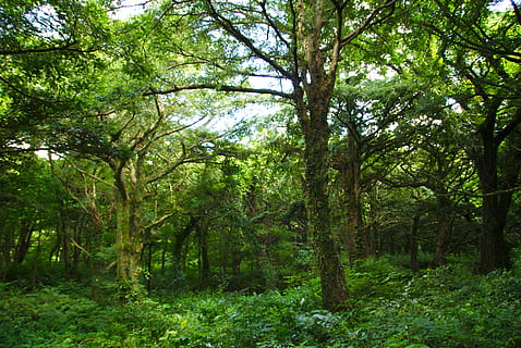 klitschko, whether or not, tree, plant, forest, land, growth HD wallpaper