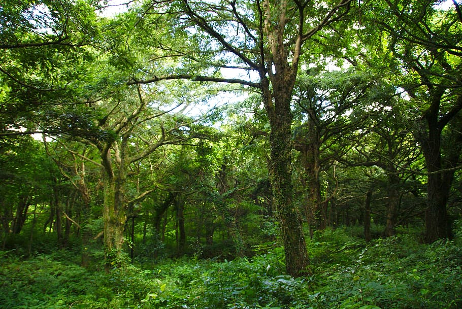 klitschko, whether or not, tree, plant, forest, land, growth HD wallpaper