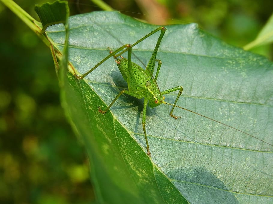 grasshopper, insect, animal, nature, forest, green, plant part HD wallpaper