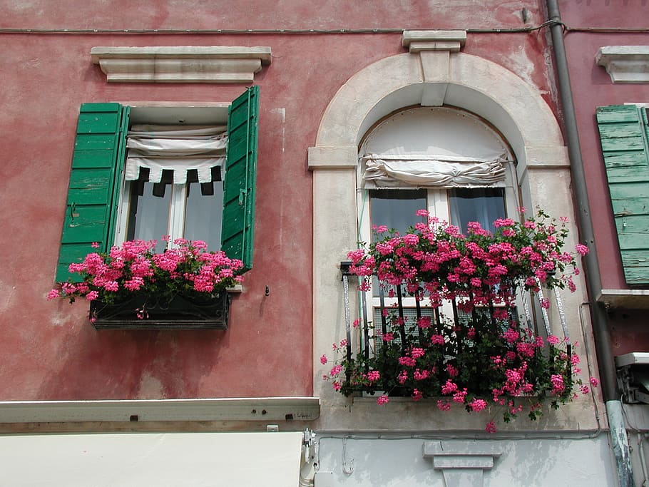facade, flowers, building, flower boxes, window, flowering plant HD wallpaper