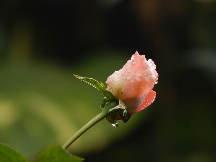 rosa, pimpollo, rain, wet, drops, beauty in nature, close-up HD wallpaper