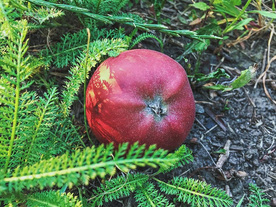 apple, fruit, grass, summer, red apple, food and drink, healthy eating HD wallpaper